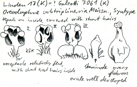 Vorschaubild Oreodaphne subtriplinervia Meisn.